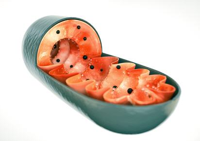 Mitochondrium, Mitochondriopathie, Mitochondrien Therapie
