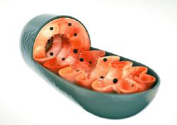 Mitochondrium, Mitochondriopathie, Mitochondrien Therapie