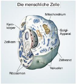 Mitochondrium in einer Zelle, Mitochondrien Therapie, Behandlung von Mitochondriopathien